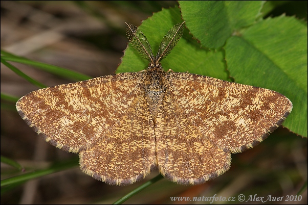 Piadivka vresová (Ematurga atomaria - male)