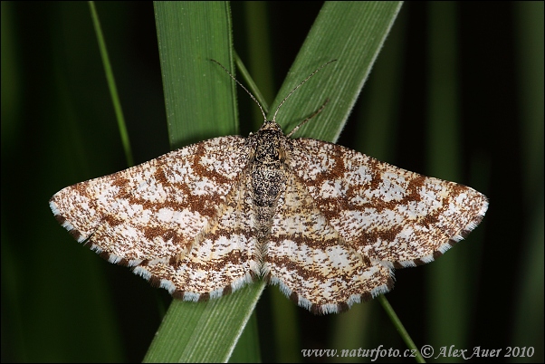 Piadivka vresová (Ematurga atomaria - female)