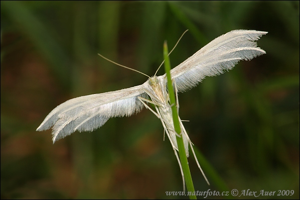 Pierkavec povojový (Pterophorus pentadactyla)