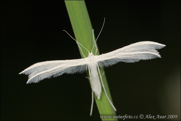 Pierkavec povojový (Pterophorus pentadactyla)