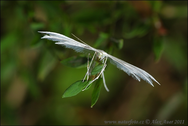 Pierkavec povojový (Pterophorus pentadactyla)