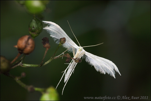 Pierkavec povojový (Pterophorus pentadactyla)