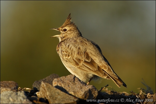 Pipíška chochlatá (Galerida cristata)