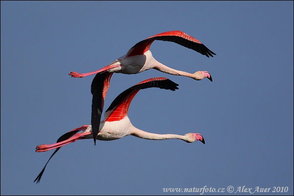 Plameniak ružový (Phoenicopterus roseus)