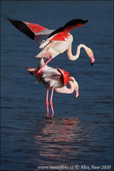 Plameniak ružový (Phoenicopterus roseus)