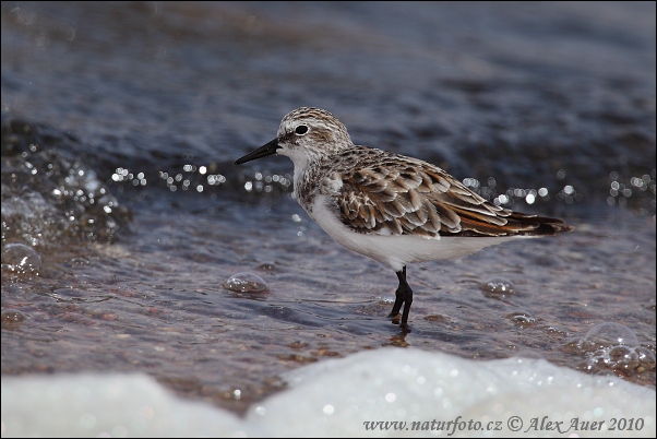 Pobrežník malý (Calidris minuta)