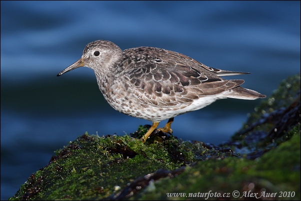 Pobrežník morský (Calidris maritima)