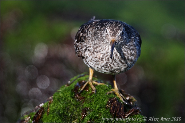 Pobrežník morský (Calidris maritima)