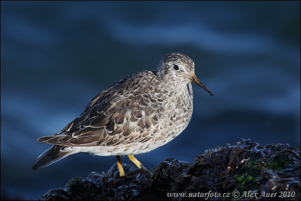 Pobrežník morský (Calidris maritima)