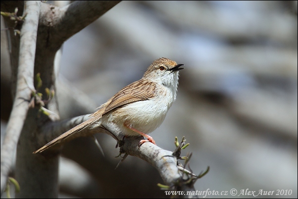 Prinia tamarišková (Prinia gracilis)