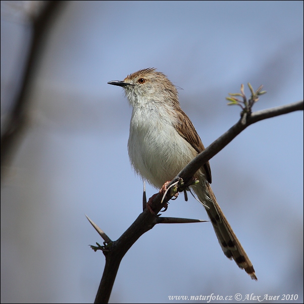 Prinia tamarišková (Prinia gracilis)