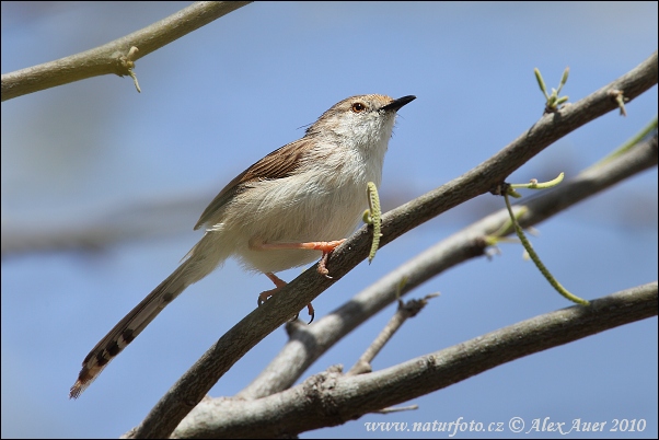 Prinia tamarišková (Prinia gracilis)