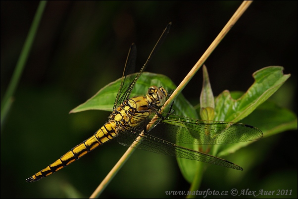 Prodni modrač (Orthetrum cancellatum)