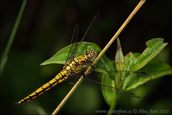 Prodni modrač (Orthetrum cancellatum)