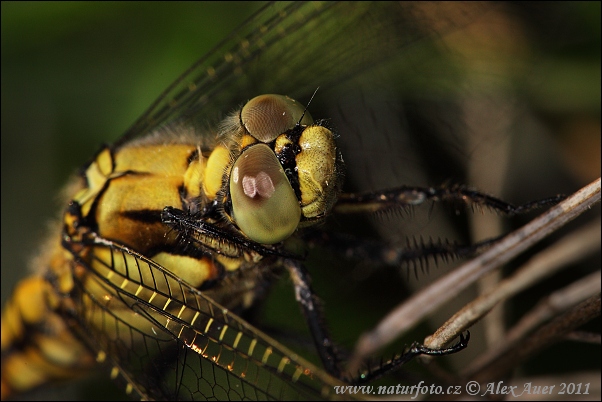 Prodni modrač (Orthetrum cancellatum)