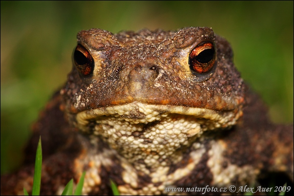 Ropucha bradavičnatá (Bufo bufo)