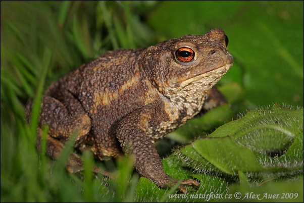 Ropucha bradavičnatá (Bufo bufo)