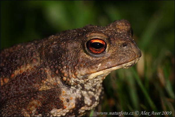 Ropucha bradavičnatá (Bufo bufo)