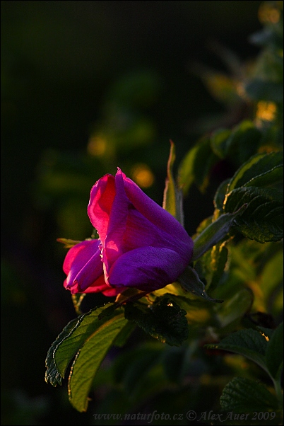 Ruža vráskatá (Rosa rugosa)