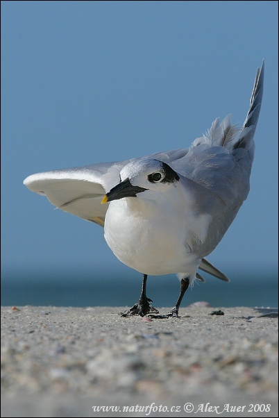 Rybár sivý (Thalasseus sandvicensis)