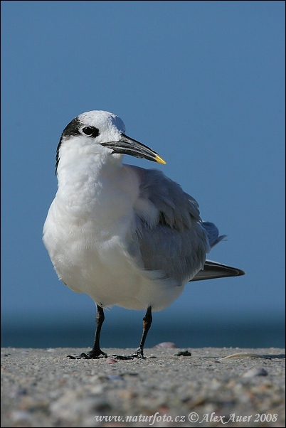 Rybár sivý (Thalasseus sandvicensis)