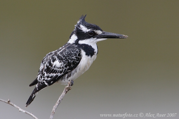 Rybárik strakatý (Ceryle rudis)