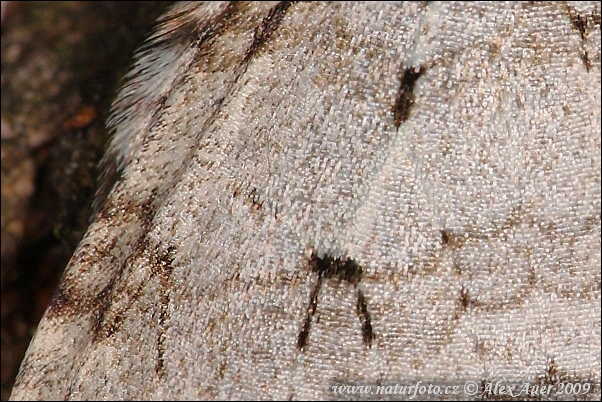 Šedokřídlec vrbový (Epirrita autumnata)