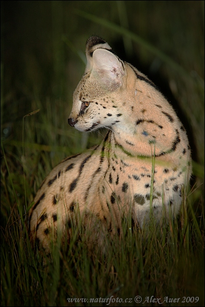 Serval (Leptailurus serval)