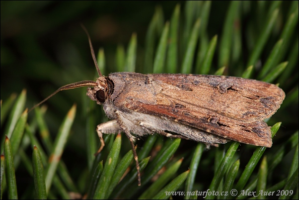 Siatica ypsilonová (Agrotis ipsilon)