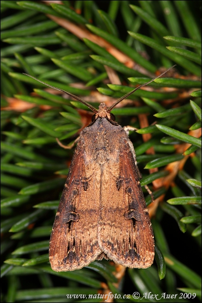 Siatica ypsilonová (Agrotis ipsilon)