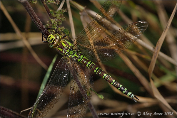 Šidlo modré (Aeshna cyanea)