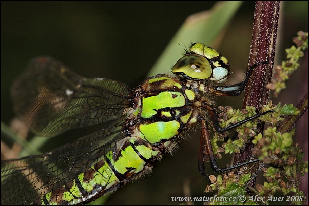 Šidlo modré (Aeshna cyanea)