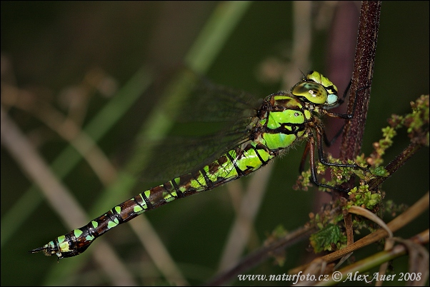 Šidlo modré (Aeshna cyanea)