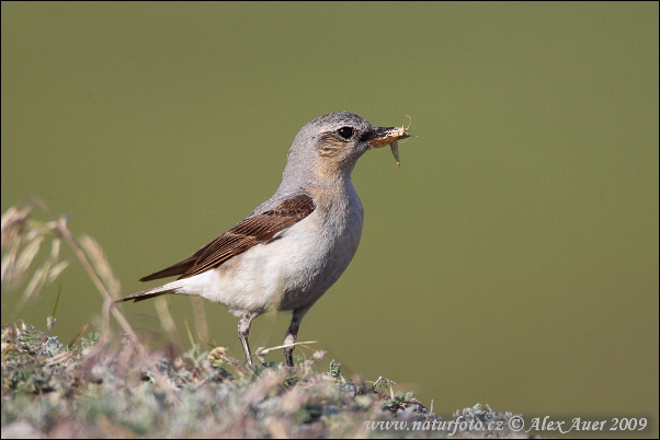 Skaliarik sivý (Oenanthe oenanthe)