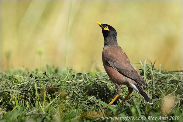 Škorec hnedý (Acridotheres tristis)