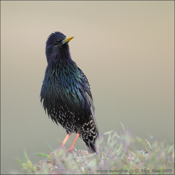 Škorec lesklý obyčajný (Sturnus vulgaris)