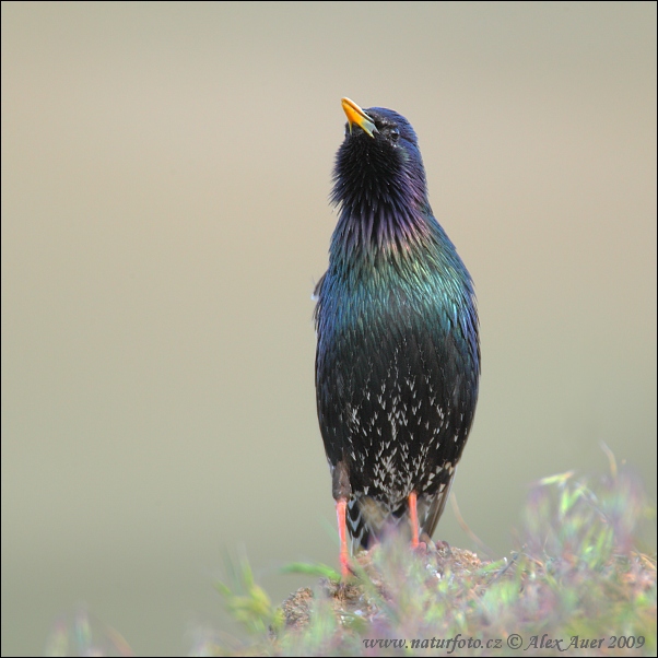 Škorec lesklý obyčajný (Sturnus vulgaris)