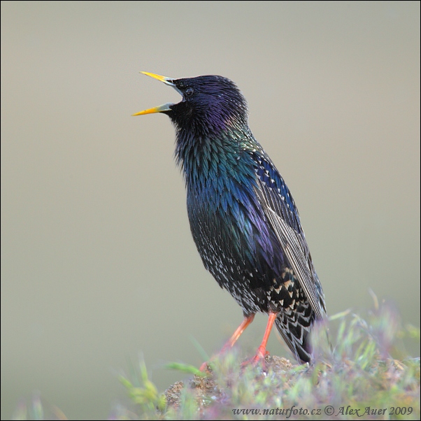 Škorec lesklý obyčajný (Sturnus vulgaris)