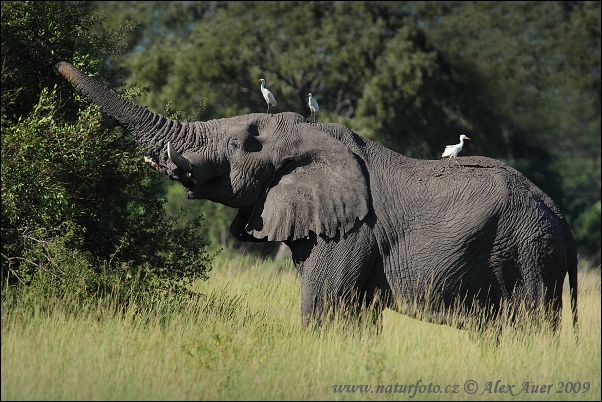 Slon africky stepny (Loxodonta africana)