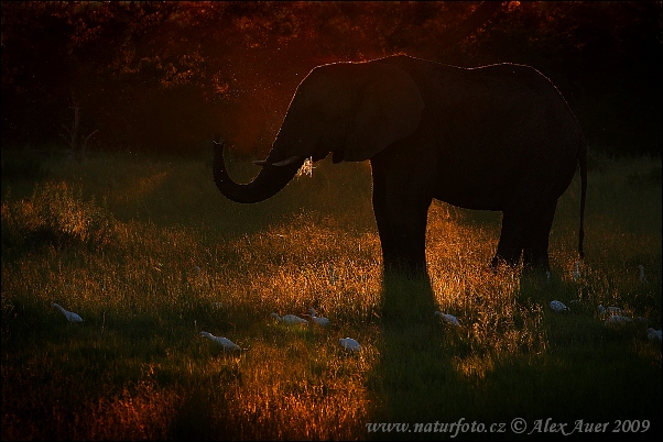 Slon africky stepny (Loxodonta africana)