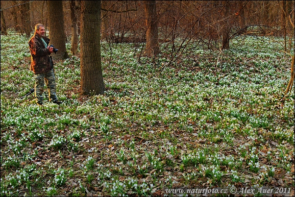 Snežienka jarná (Galanthus nivalis)