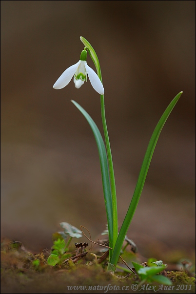 Snežienka jarná (Galanthus nivalis)