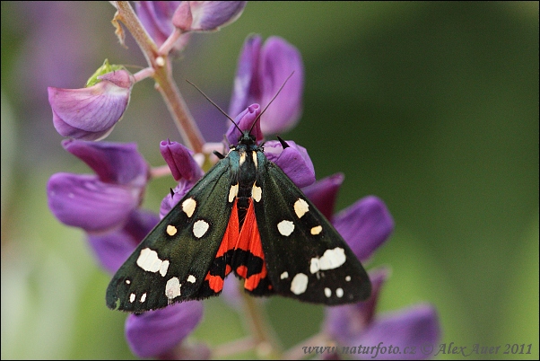 Spriadač hluchavkový (Callimorpha dominula)