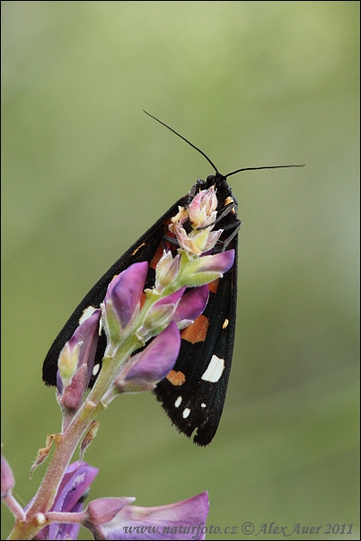 Spriadač hluchavkový (Callimorpha dominula)