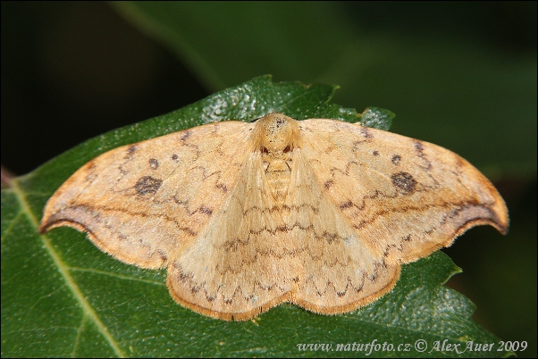 Srpokrídlovec jelšov (Drepana falcataria)