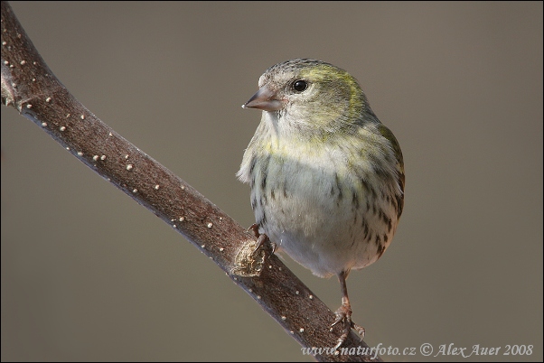 Stehlík čížavý (Carduelis spinus)