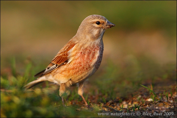 Stehlík konopiar (Carduelis cannabina)