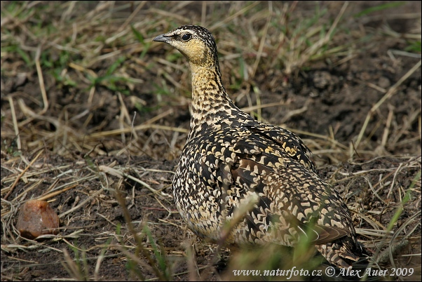 Stepiar žltohrdlý (Pterocles gutturalis)