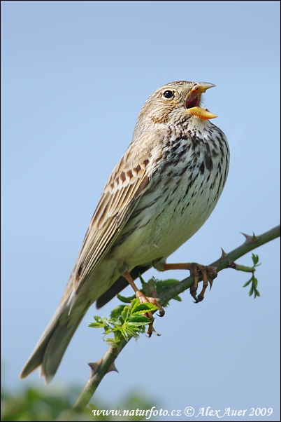 Strnádka lúčna (Emberiza calandra)