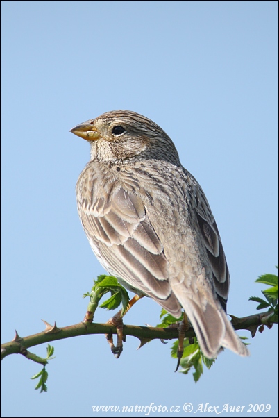 Strnádka lúčna (Emberiza calandra)